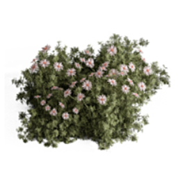 PlantsBush