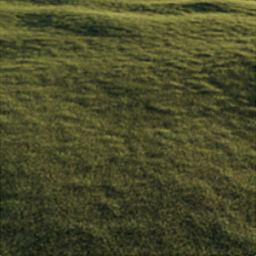 PlantsGrass