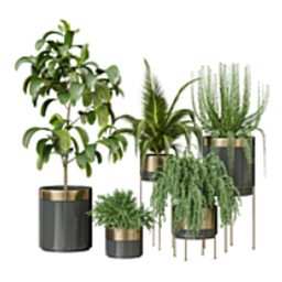 PlantsIndoor