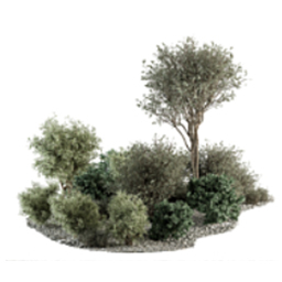 PlantsOutdoor