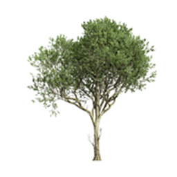 PlantsTree